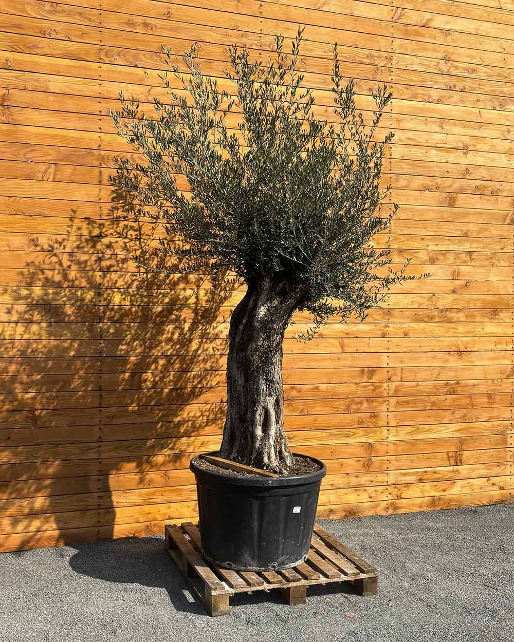 Olivenbaum – Olea europaea ‘Picual’ (Grande) (H9)