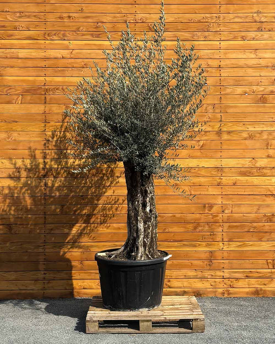 Olivenbaum – Olea europaea ‘Picual’ (Grande) (H9)