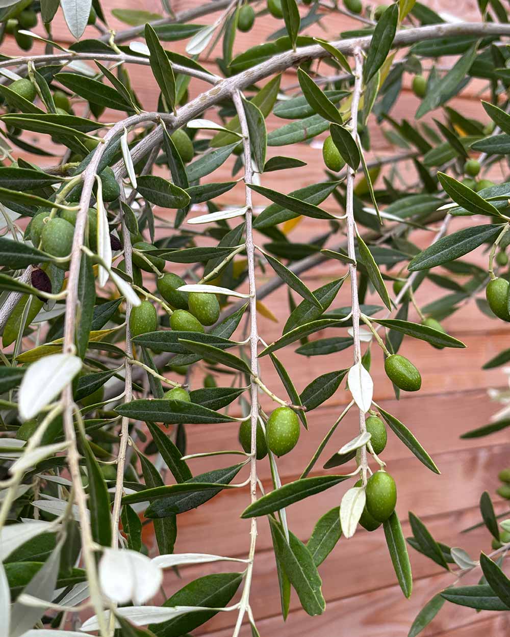 Olivenbaum "Olea europaea Leccino" Hochstamm
