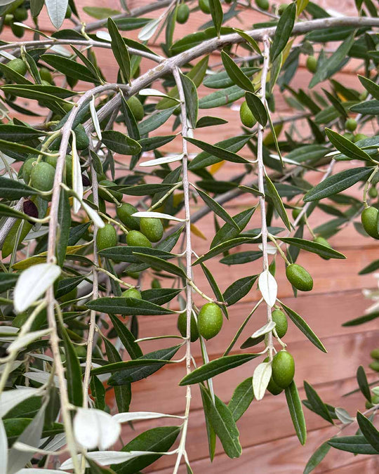 Olivenbaum "Olea europaea Leccino" Hochstamm