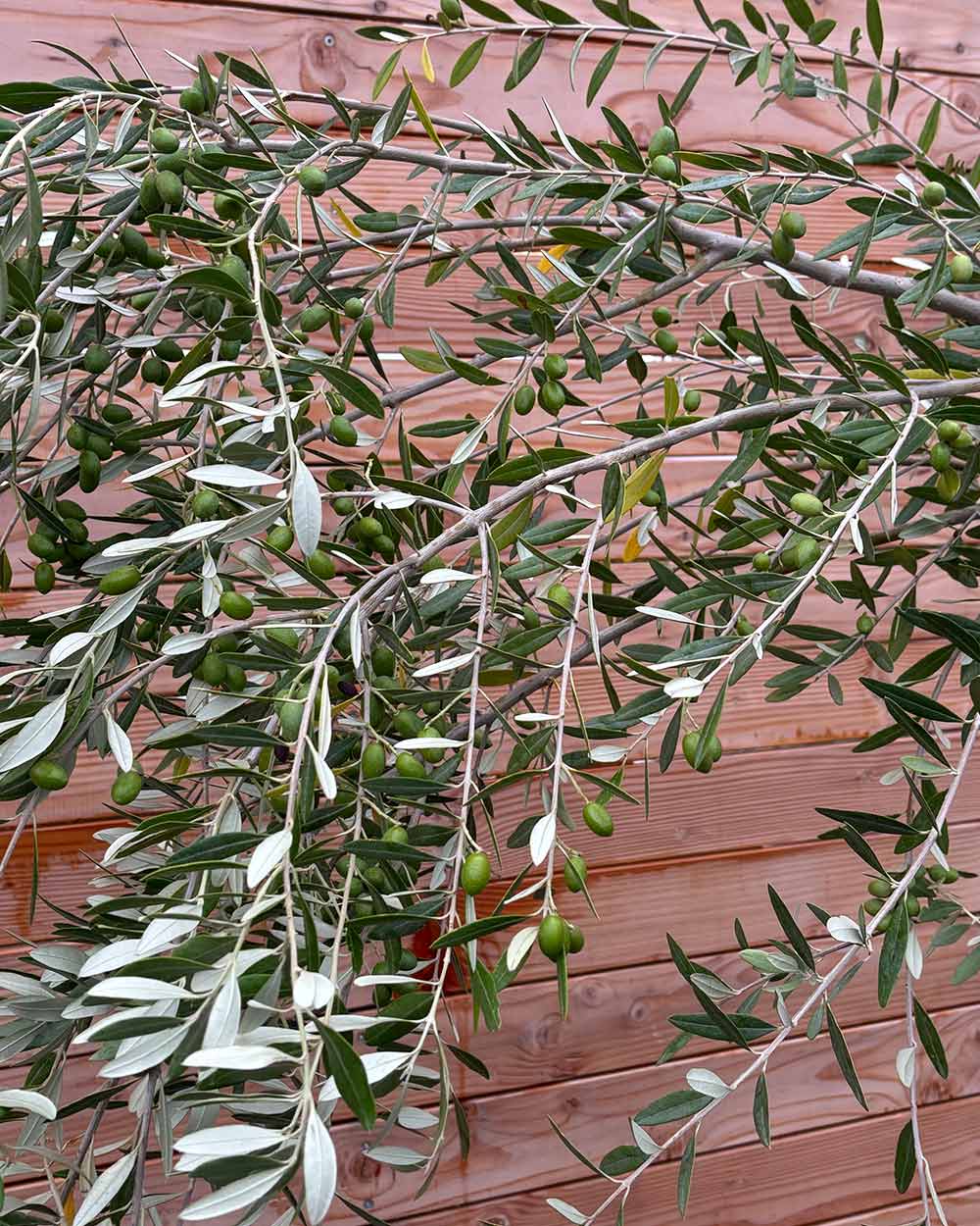 Olivenbaum "Olea europaea Leccino" Hochstamm