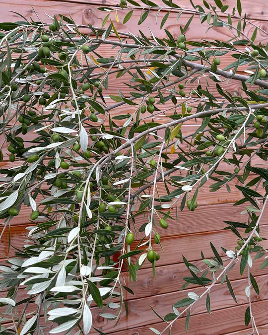 Olivenbaum "Olea europaea Leccino" Hochstamm