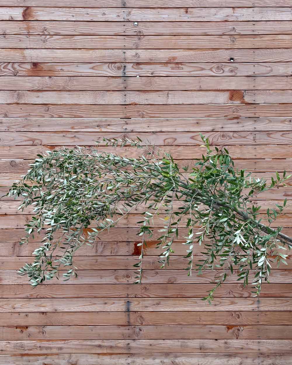 Olivenbaum "Olea europaea Leccino" Hochstamm