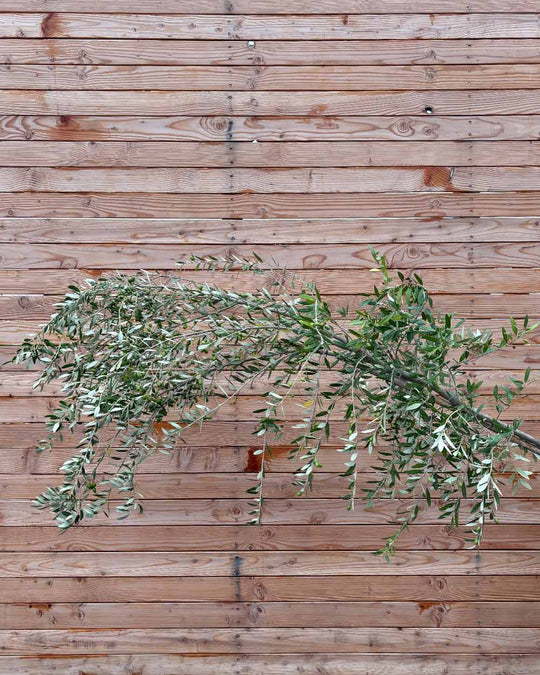 Olivenbaum "Olea europaea Leccino" Hochstamm