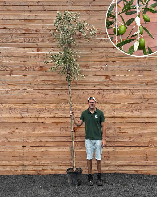 Olivenbaum (Olea europaea ‘Leccino’) Hochstamm