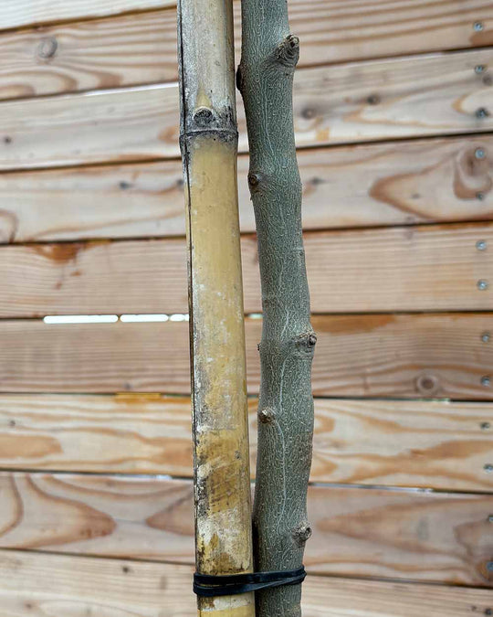 Olivenbaum "Olea europaea Leccino" Hochstamm