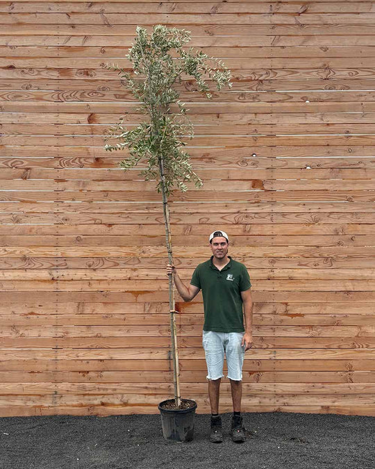 Olivenbaum "Olea europaea Leccino" Hochstamm