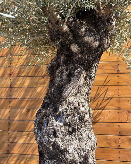 Olivenbaum – Olea europaea ‘Hojiblanca’ (Forte) (I1)
