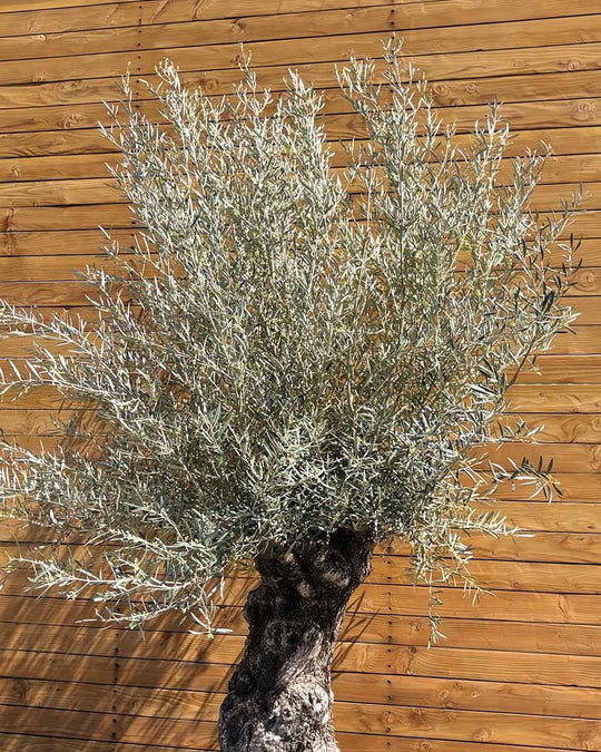 Olivenbaum – Olea europaea ‘Hojiblanca’ (Forte) (I1)