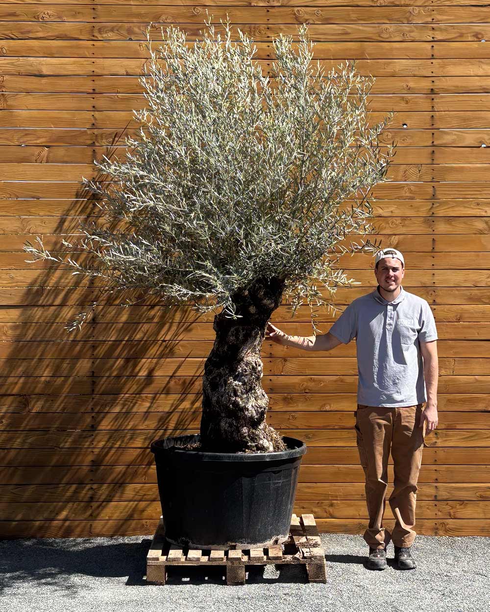 Olivenbaum – Olea europaea ‘Hojiblanca’ (Forte) (I1)
