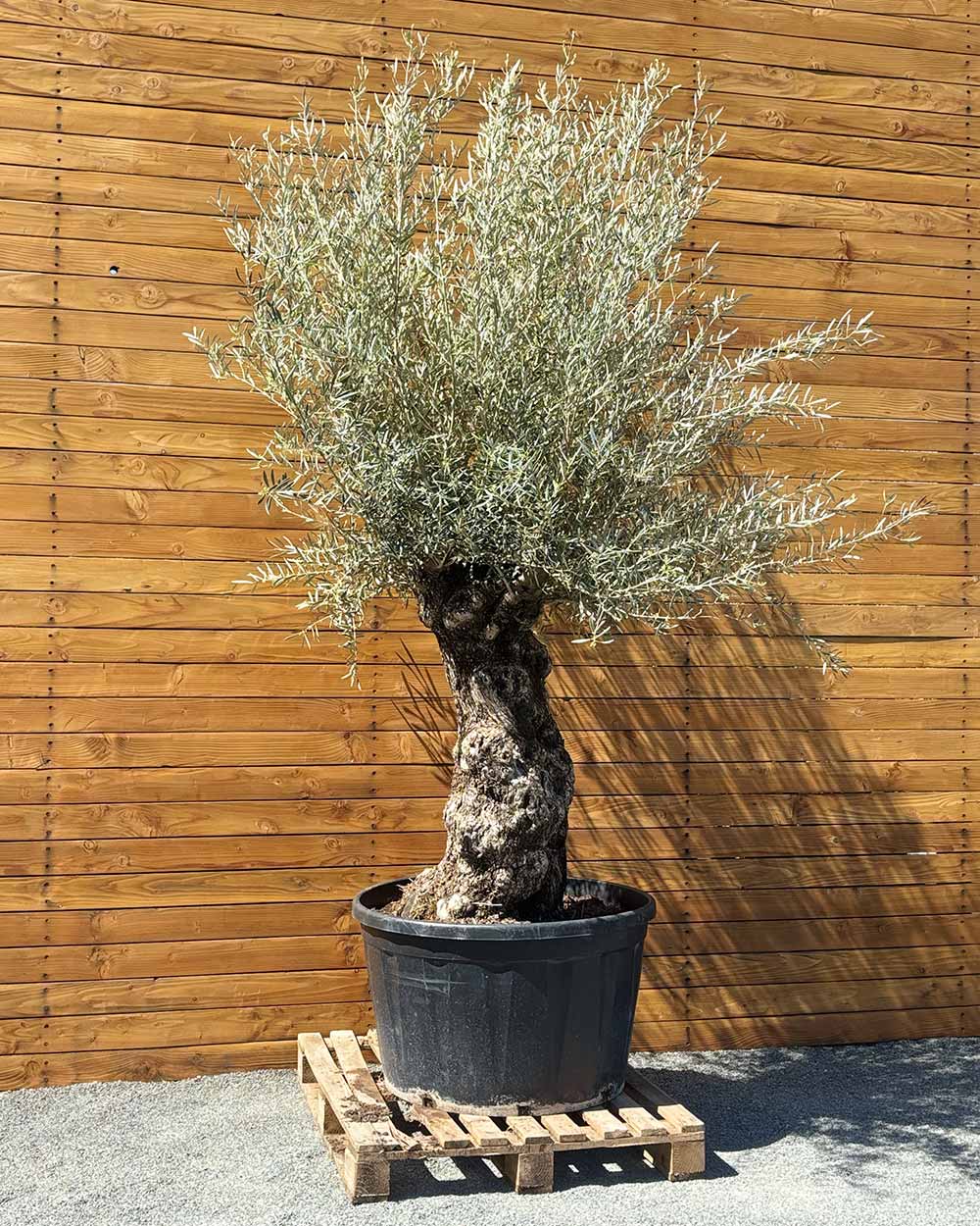 Olivenbaum – Olea europaea ‘Hojiblanca’ (Forte) (I1)