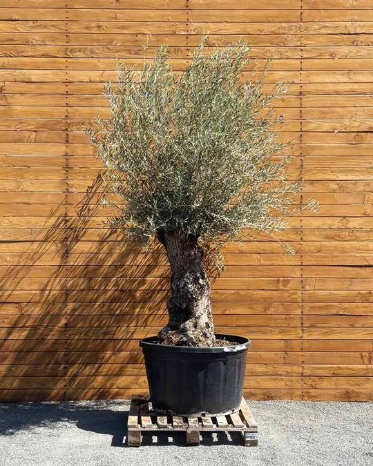 Olivenbaum – Olea europaea ‘Hojiblanca’ (Forte) (I1)