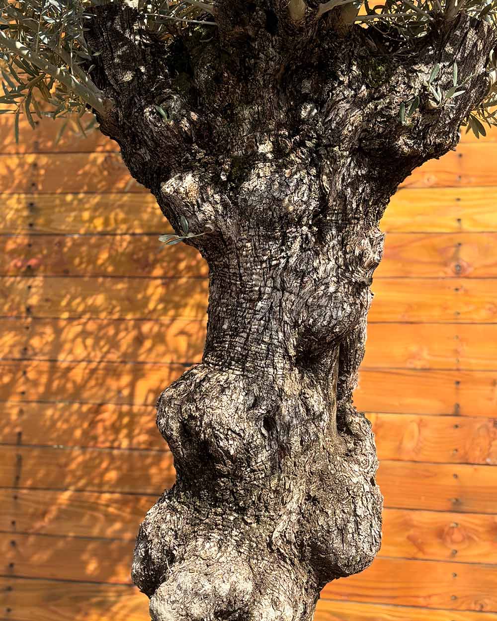 Olivenbaum – Olea europaea ‘Hojiblanca’ (Forte) (I13)