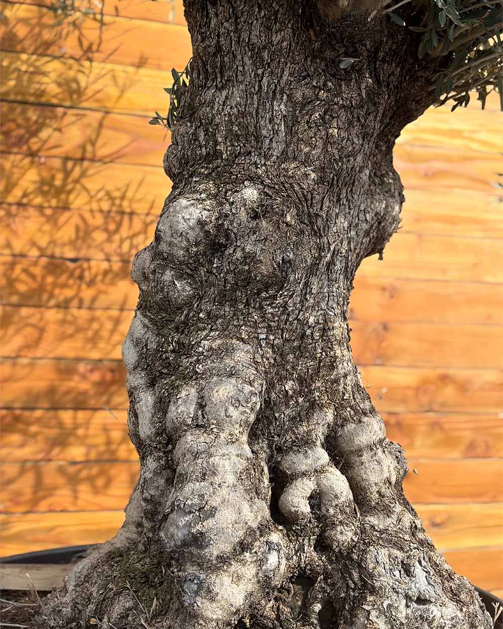 Olivenbaum – Olea europaea ‘Hojiblanca’ (Forte) (I16)