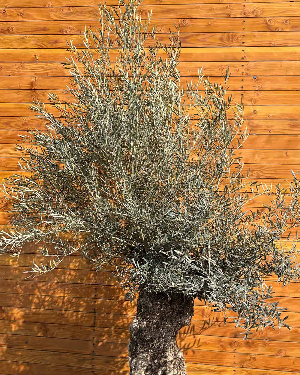 Olivenbaum – Olea europaea ‘Hojiblanca’ (Forte) (I16)