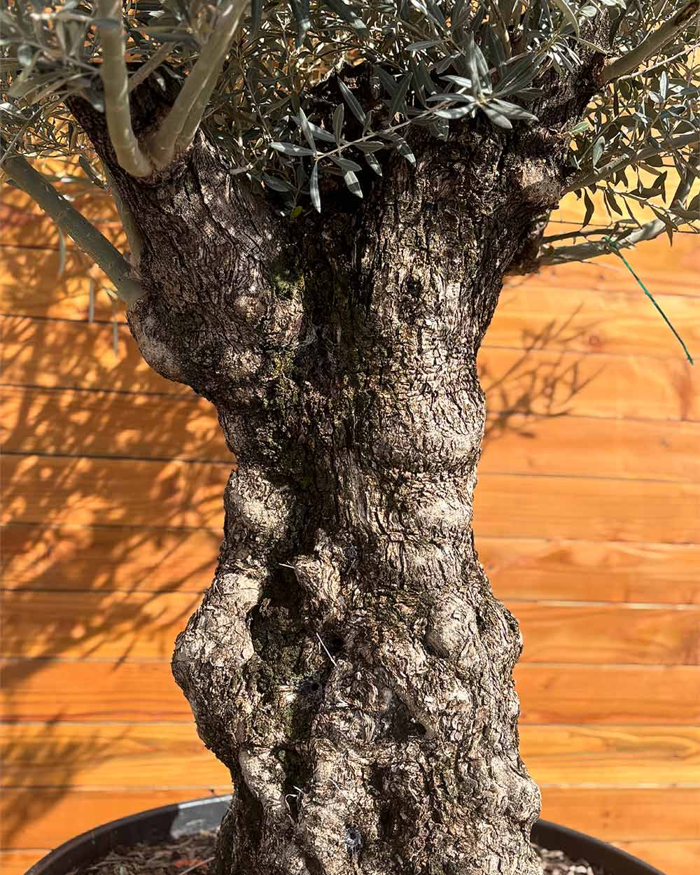 Olivenbaum – Olea europaea ‘Hojiblanca’ (Forte) (I17)