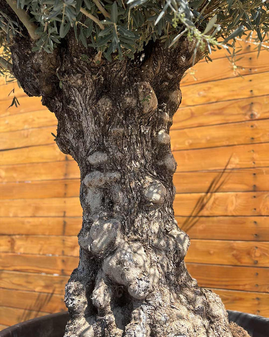 Olivenbaum – Olea europaea ‘Hojiblanca’ (Forte) (I19)