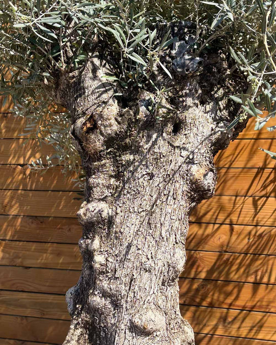 Olivenbaum – Olea europaea ‘Hojiblanca’ (Forte) (I19)
