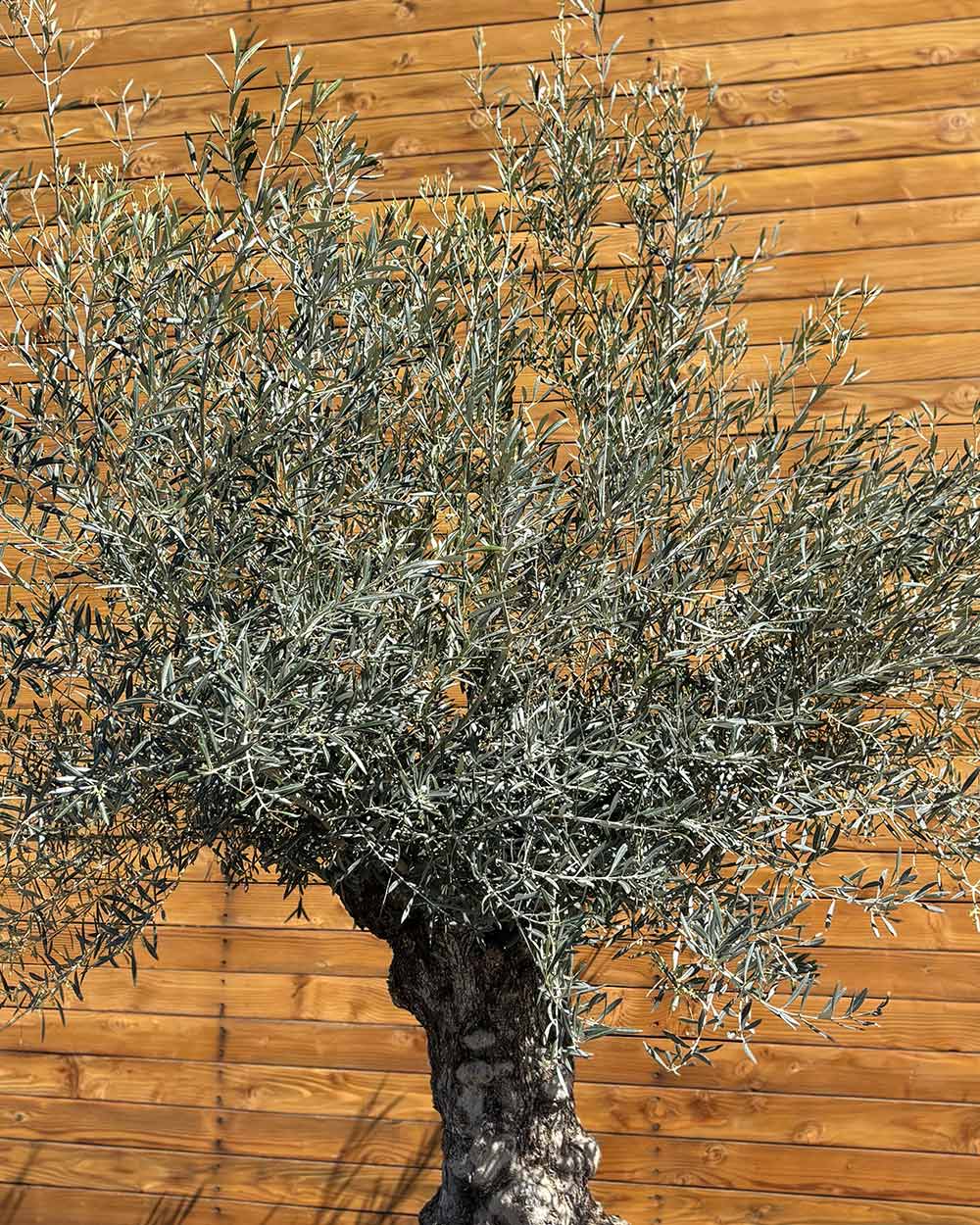 Olivenbaum – Olea europaea ‘Hojiblanca’ (Forte) (I19)