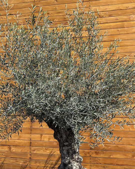Olivenbaum – Olea europaea ‘Hojiblanca’ (Forte) (I19)