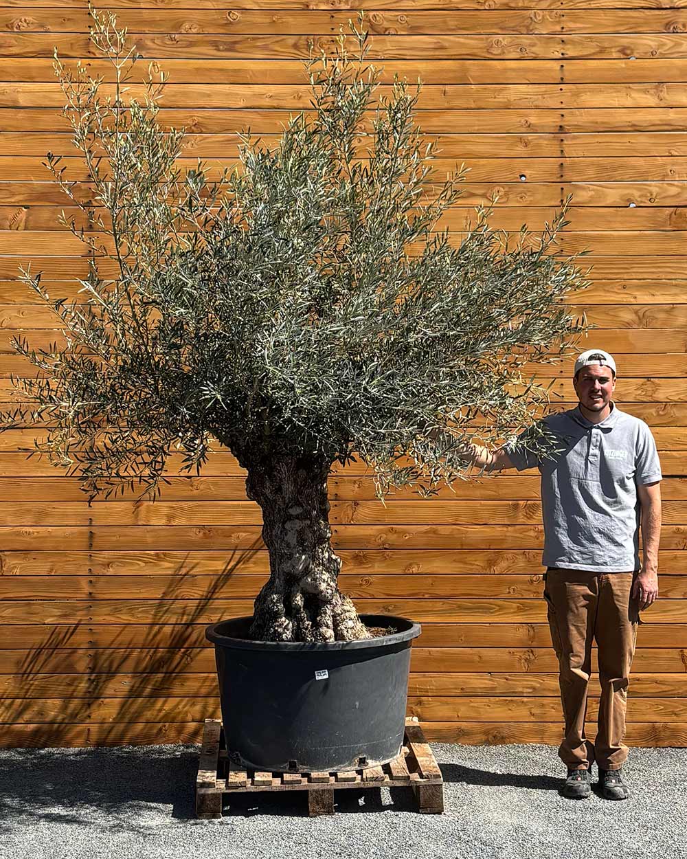 Olivenbaum – Olea europaea ‘Hojiblanca’ (Forte) (I19)