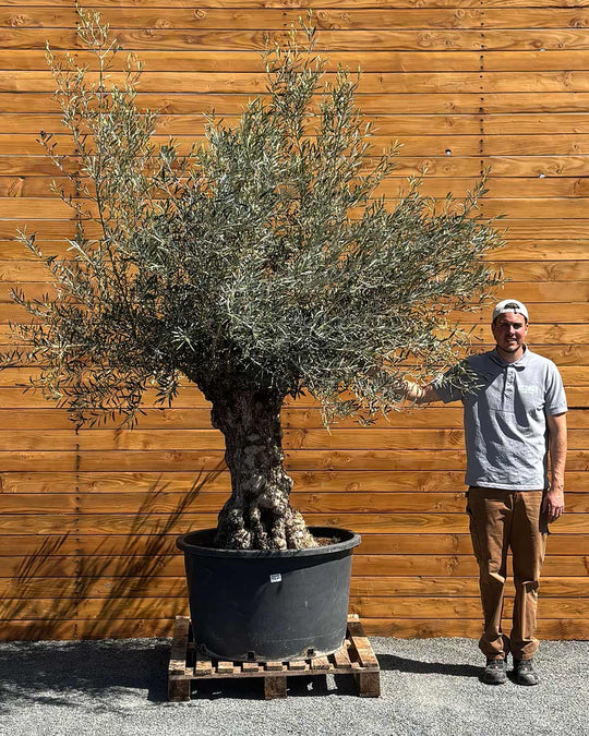 Olivenbaum – Olea europaea ‘Hojiblanca’ (Forte) (I19)