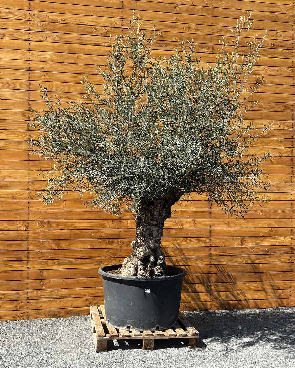 Olivenbaum – Olea europaea ‘Hojiblanca’ (Forte) (I19)