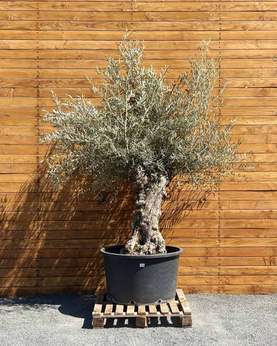 Olivenbaum – Olea europaea ‘Hojiblanca’ (Forte) (I19)