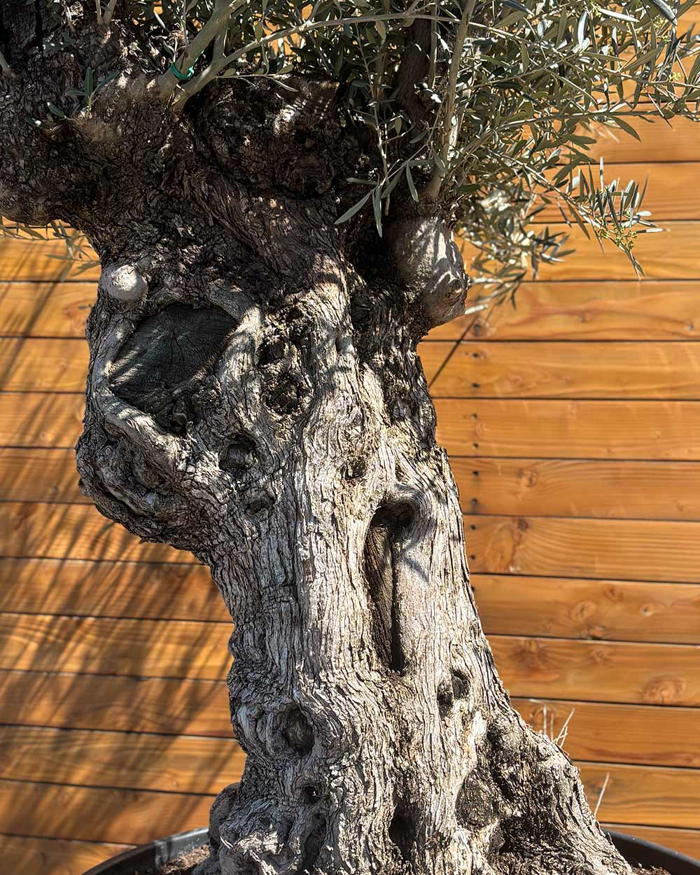 Olivenbaum – Olea europaea ‘Hojiblanca’ (Forte) (I2)