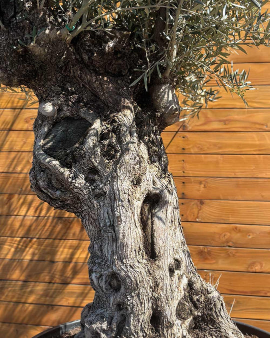 Olivenbaum – Olea europaea ‘Hojiblanca’ (Forte) (I2)