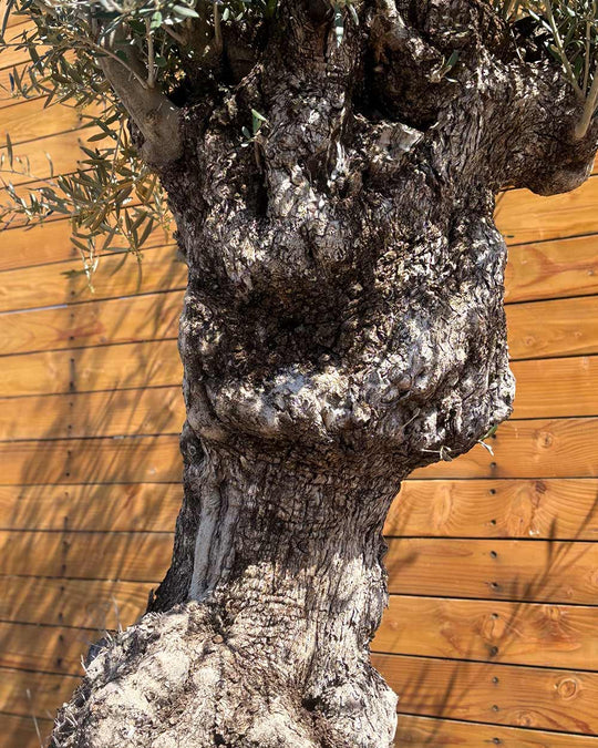 Olivenbaum – Olea europaea ‘Hojiblanca’ (Forte) (I2)
