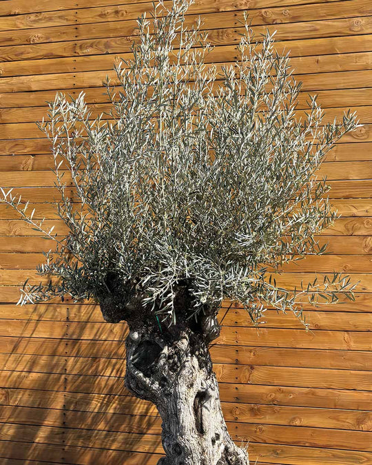 Olivenbaum – Olea europaea ‘Hojiblanca’ (Forte) (I2)