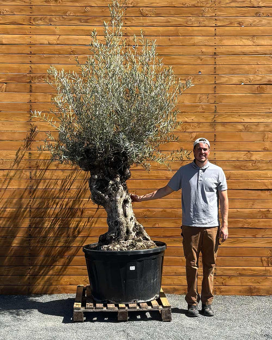 Olivenbaum – Olea europaea ‘Hojiblanca’ (Forte) (I2)