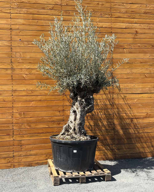 Olivenbaum – Olea europaea ‘Hojiblanca’ (Forte) (I2)