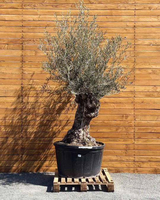 Olivenbaum – Olea europaea ‘Hojiblanca’ (Forte) (I2)