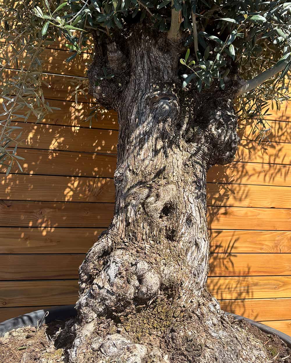 Olivenbaum – Olea europaea ‘Hojiblanca’ (Forte) (I21)