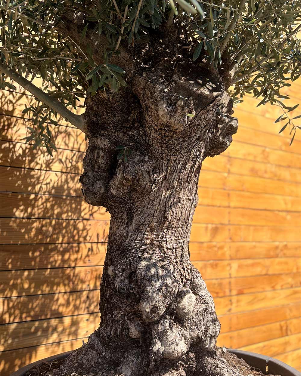 Olivenbaum – Olea europaea ‘Hojiblanca’ (Forte) (I21)