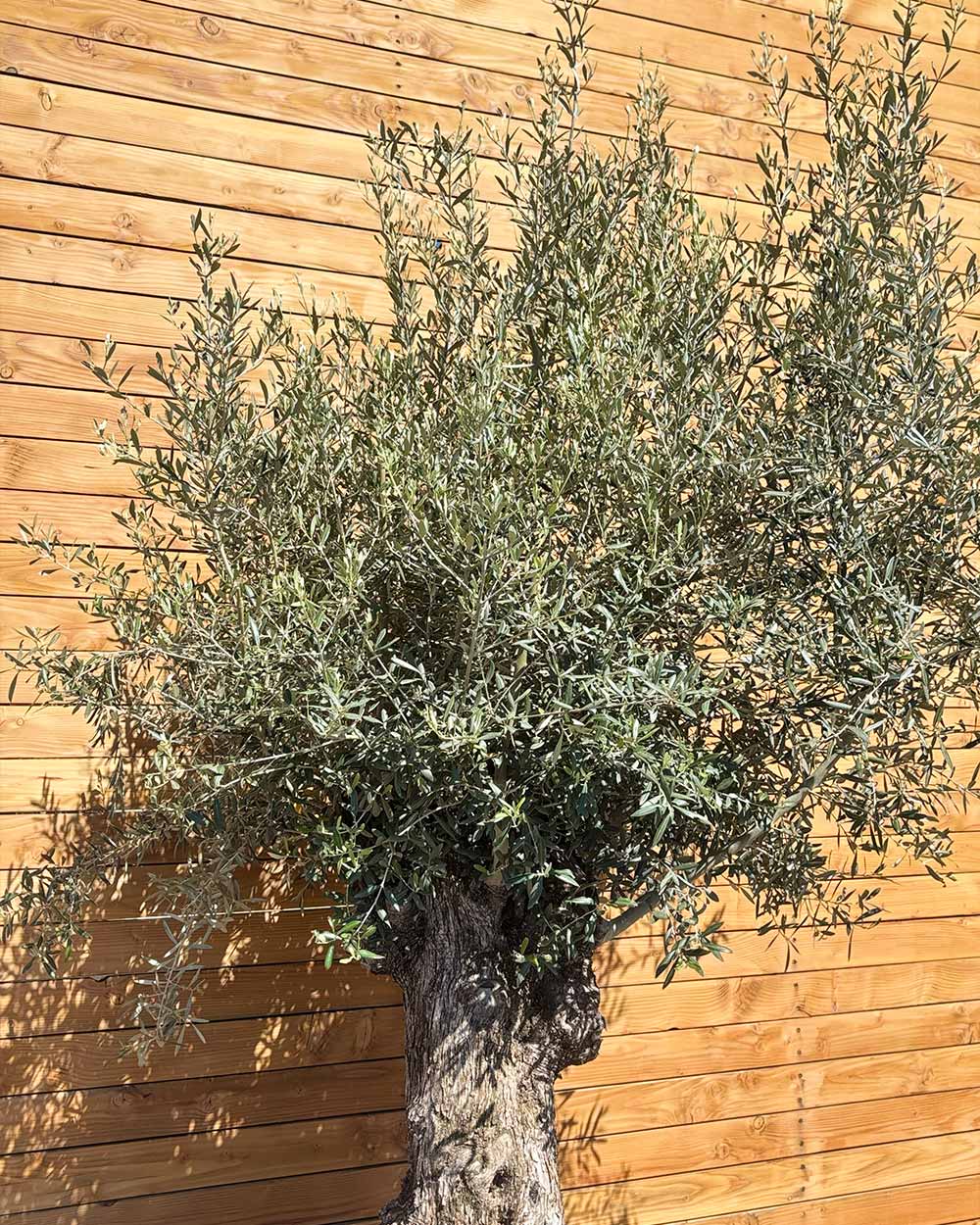 Olivenbaum – Olea europaea ‘Hojiblanca’ (Forte) (I21)