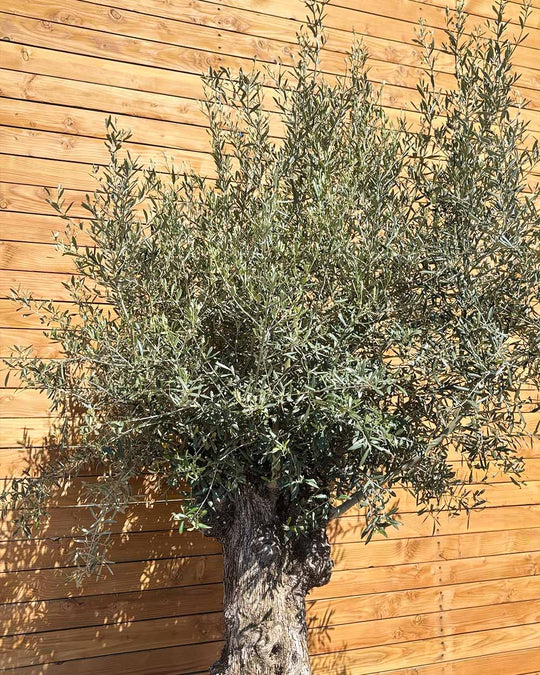 Olivenbaum – Olea europaea ‘Hojiblanca’ (Forte) (I21)