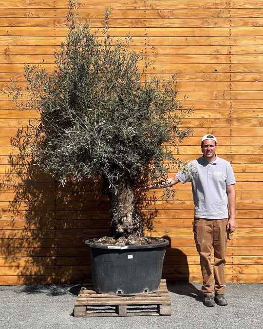 Olivenbaum – Olea europaea ‘Hojiblanca’ (Forte) (I21)