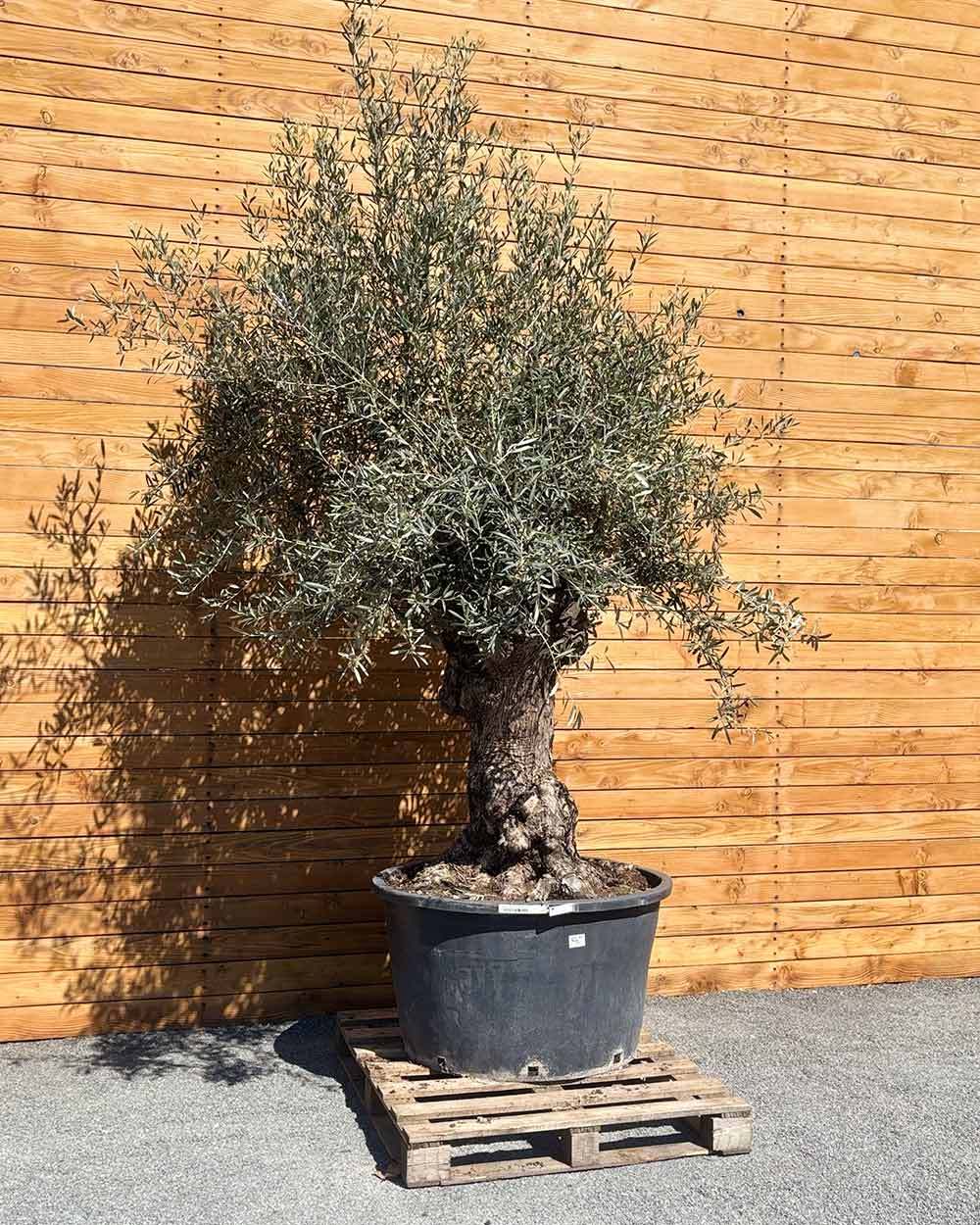 Olivenbaum – Olea europaea ‘Hojiblanca’ (Forte) (I21)