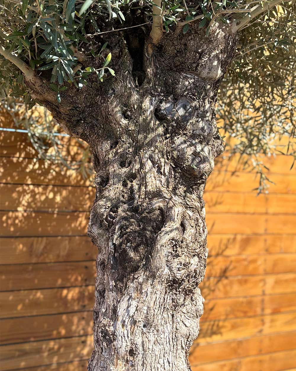 Olivenbaum – Olea europaea ‘Hojiblanca’ (Forte) (I23)