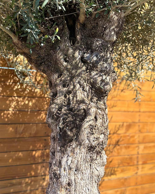 Olivenbaum – Olea europaea ‘Hojiblanca’ (Forte) (I23)