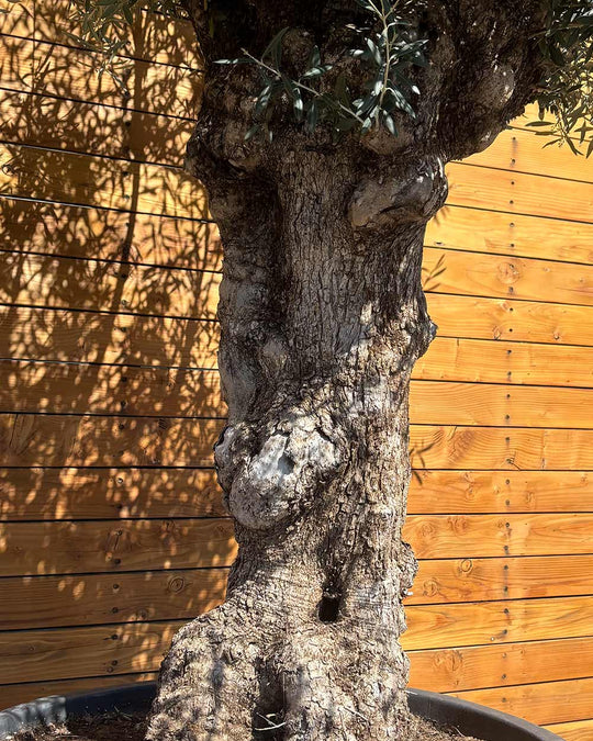 Olivenbaum – Olea europaea ‘Hojiblanca’ (Forte) (I23)