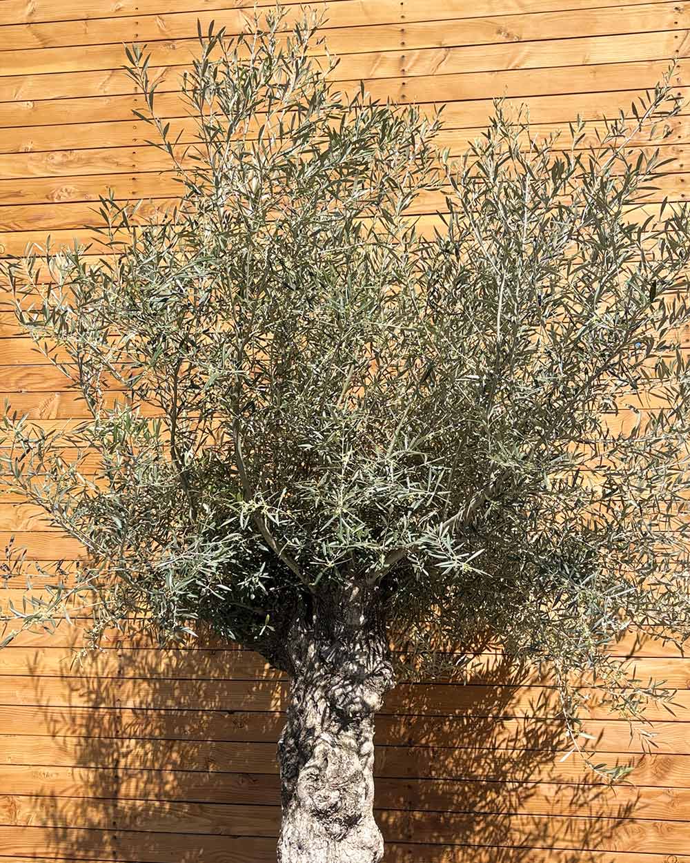 Olivenbaum – Olea europaea ‘Hojiblanca’ (Forte) (I23)