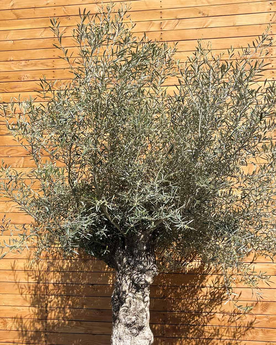 Olivenbaum – Olea europaea ‘Hojiblanca’ (Forte) (I23)