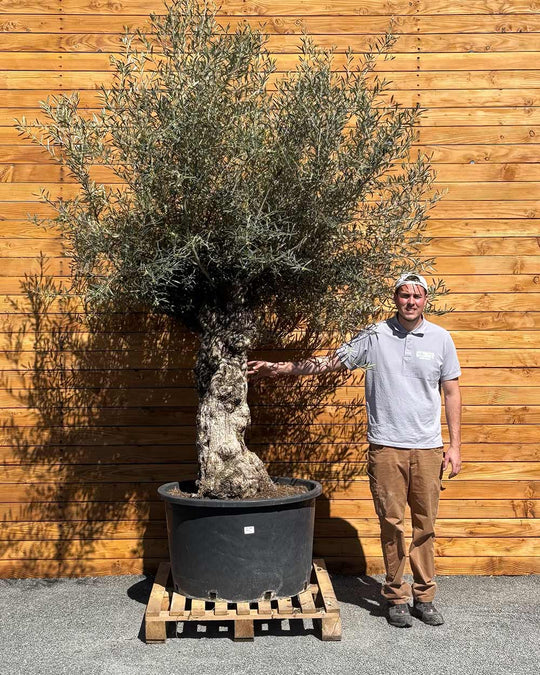 Olivenbaum – Olea europaea ‘Hojiblanca’ (Forte) (I23)