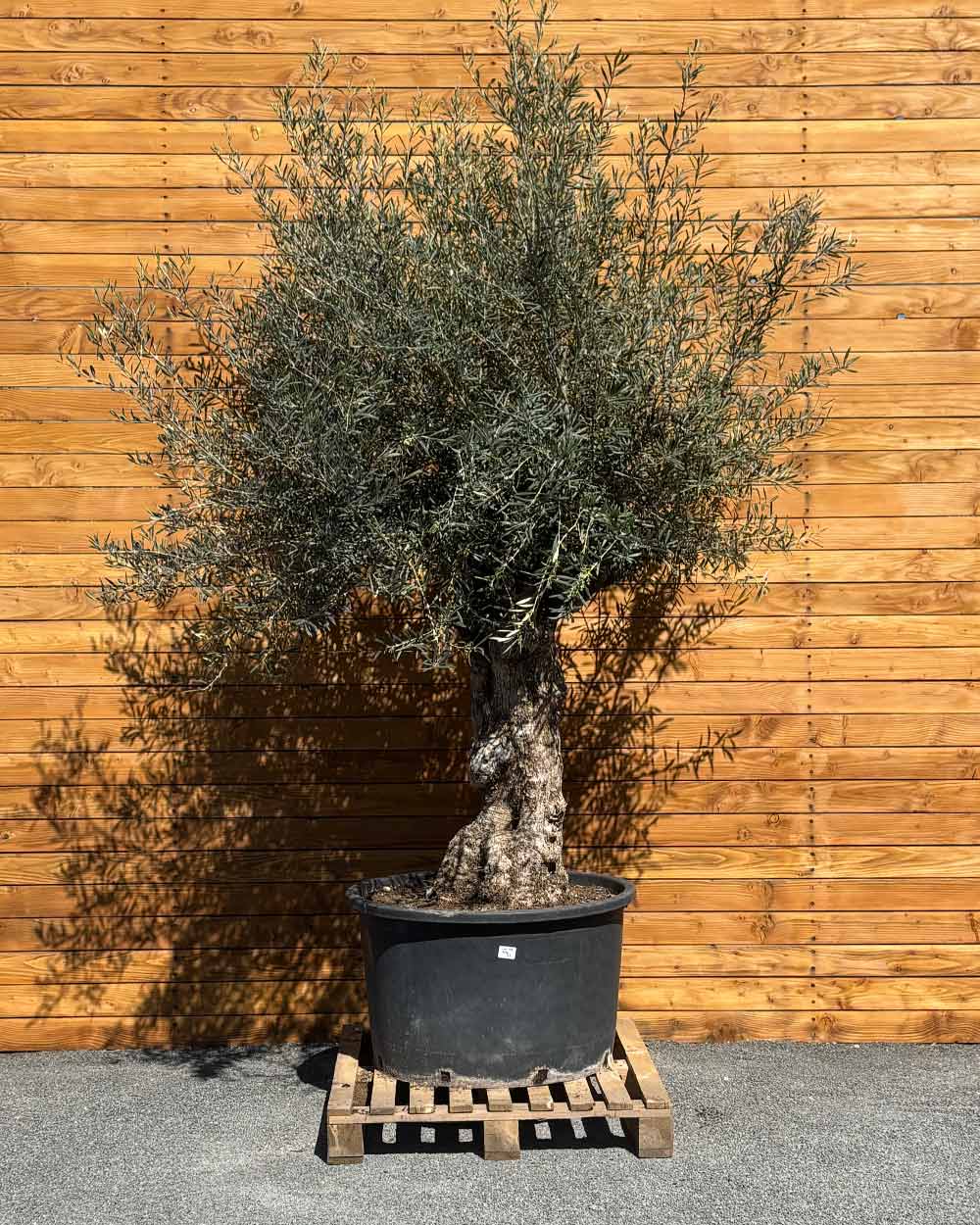 Olivenbaum – Olea europaea ‘Hojiblanca’ (Forte) (I23)
