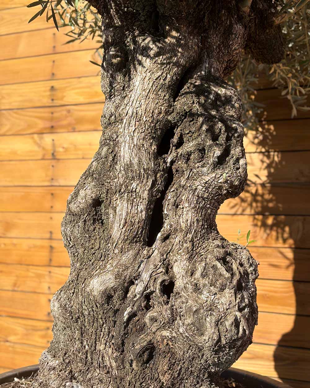 Olivenbaum – Olea europaea ‘Hojiblanca’ (Forte) (I25)