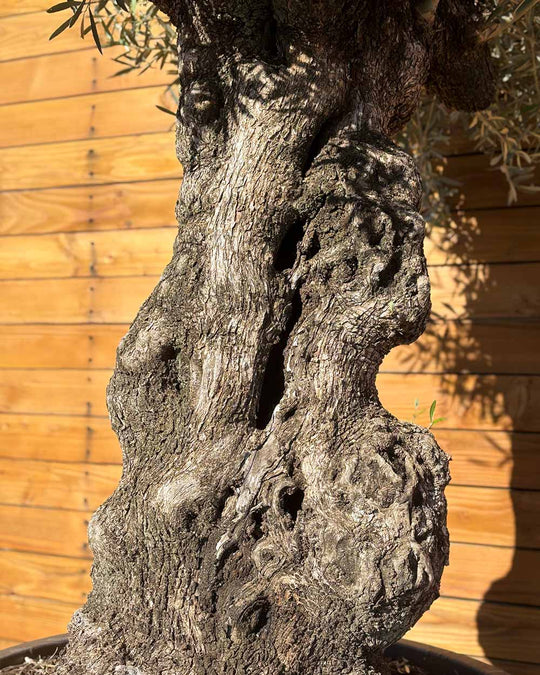 Olivenbaum – Olea europaea ‘Hojiblanca’ (Forte) (I25)